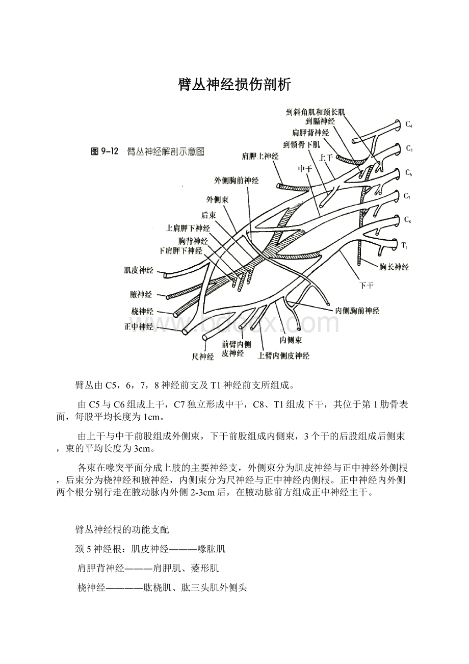 臂丛神经损伤剖析.docx