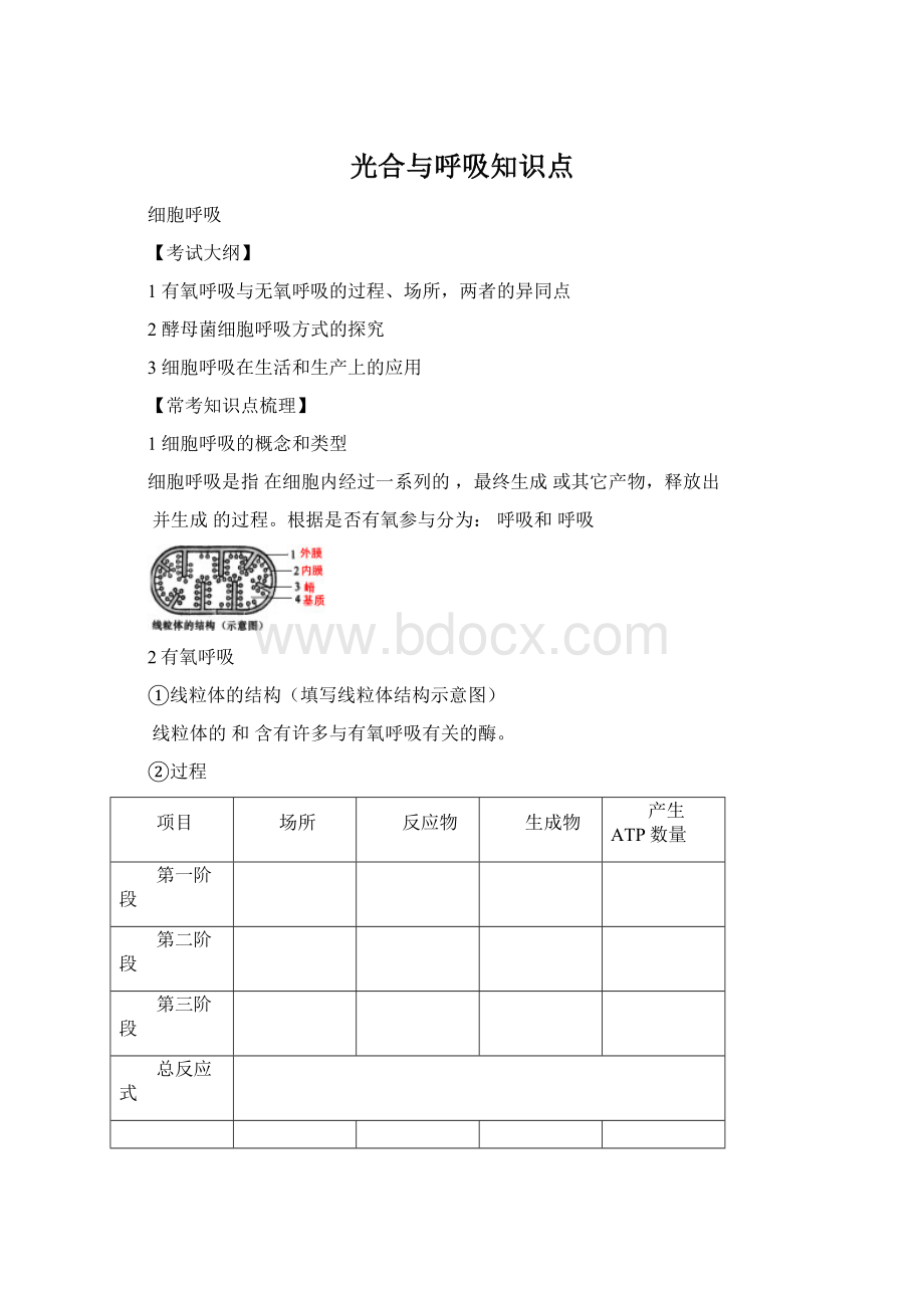 光合与呼吸知识点Word下载.docx_第1页