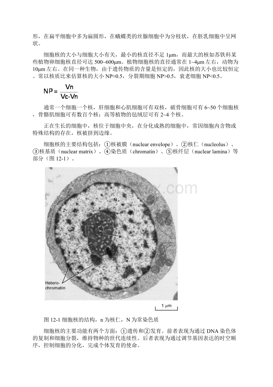 第十二章 细胞核.docx_第2页