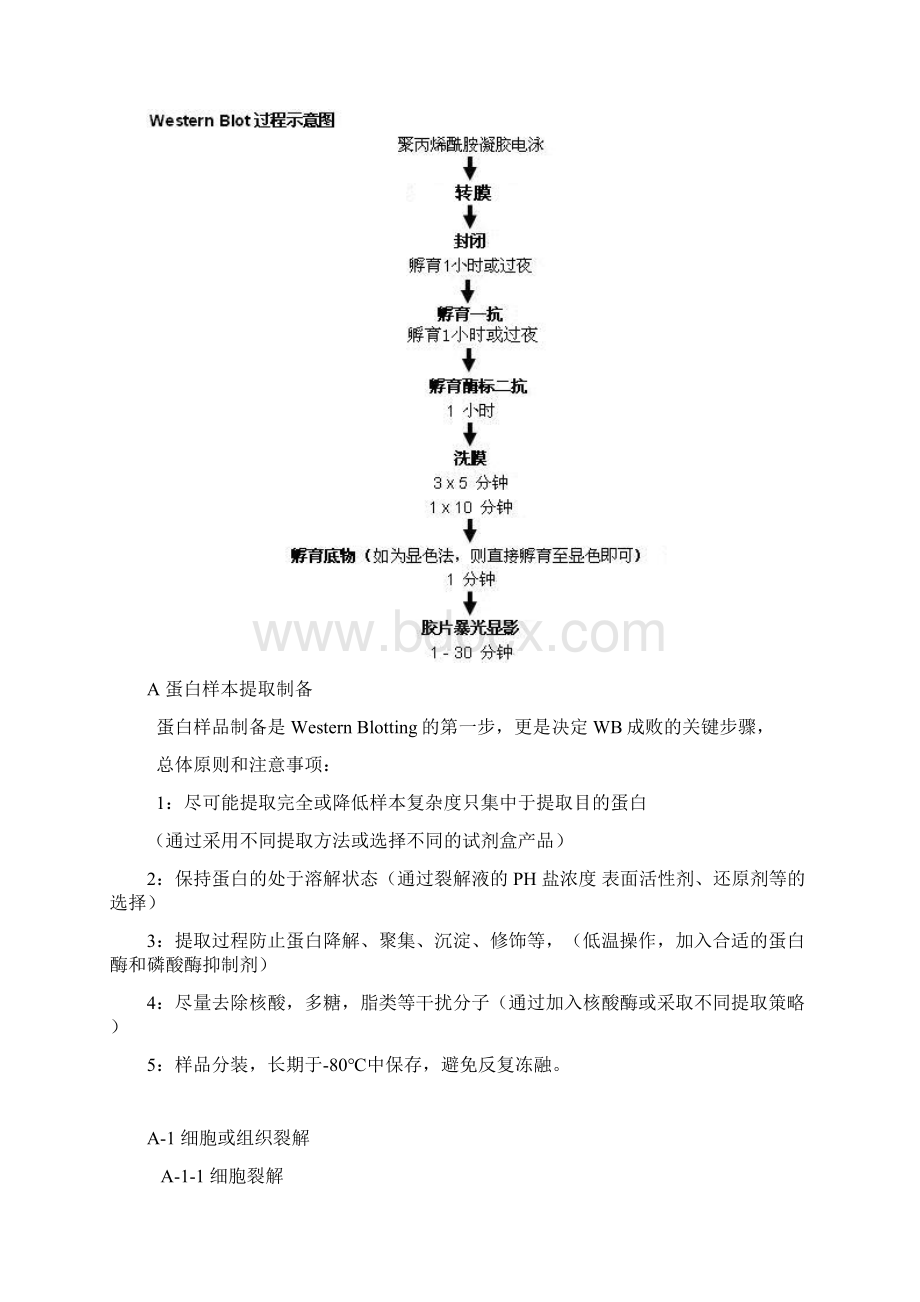 Western blot技术.docx_第3页