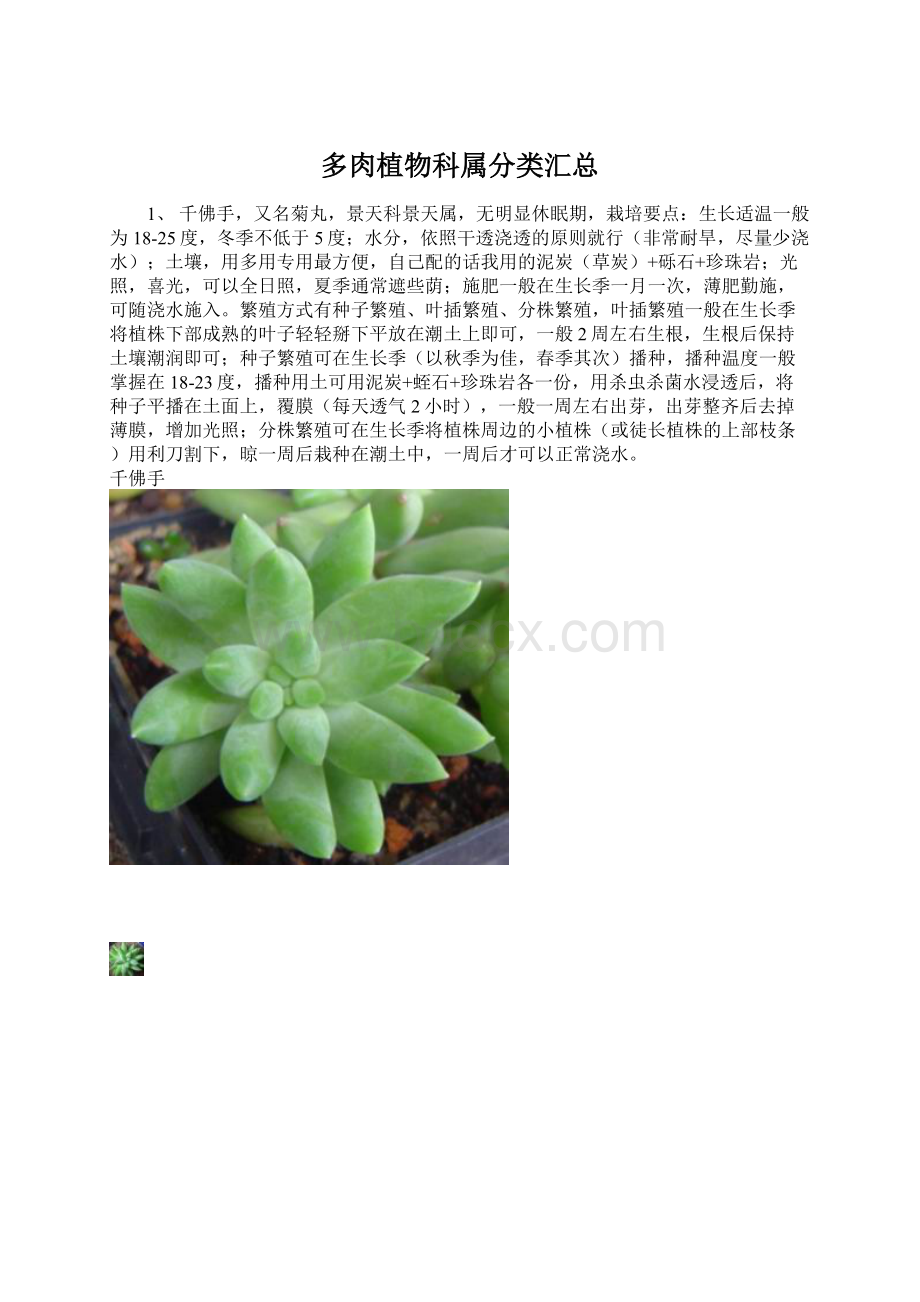 多肉植物科属分类汇总.docx_第1页