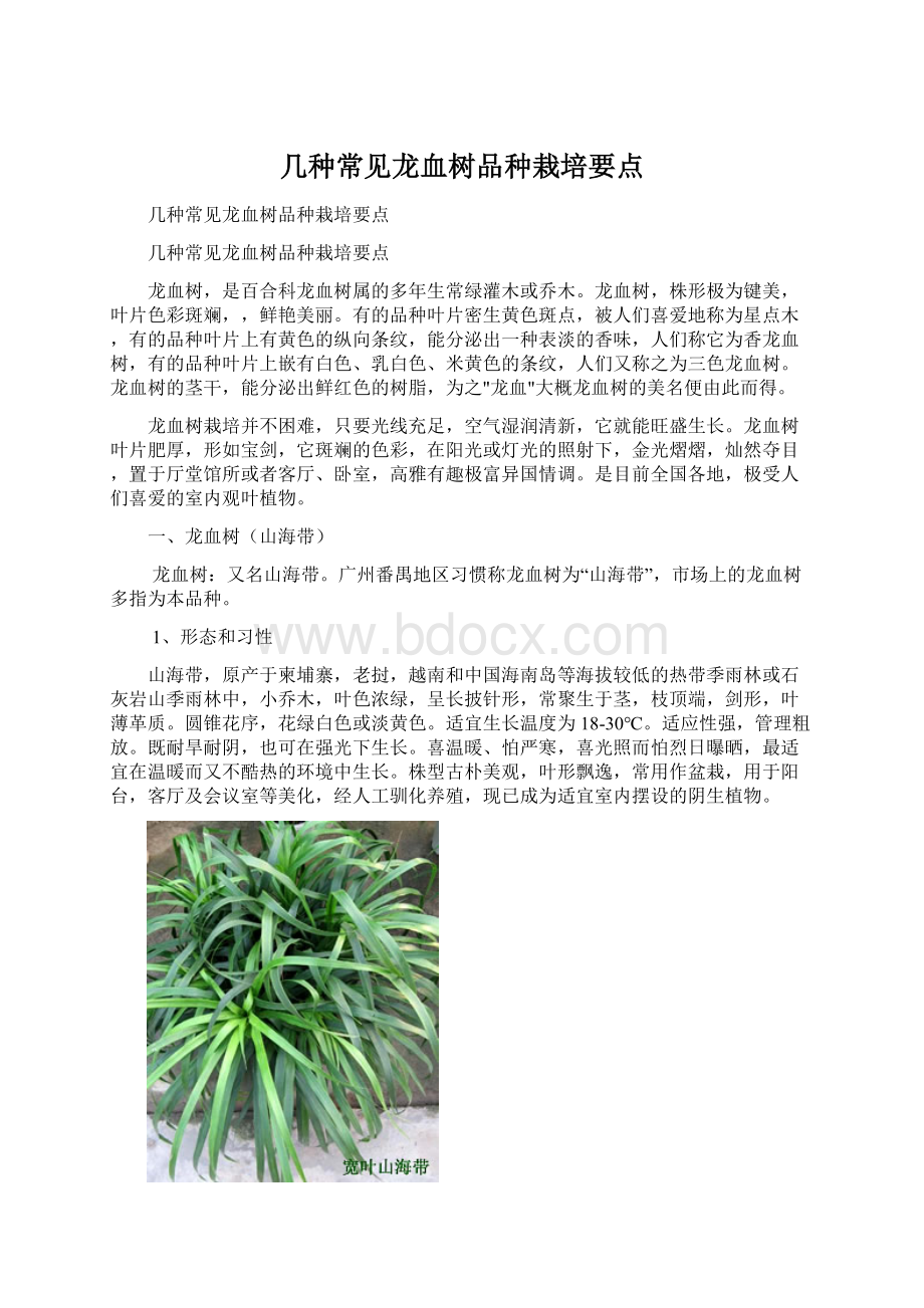 几种常见龙血树品种栽培要点.docx_第1页