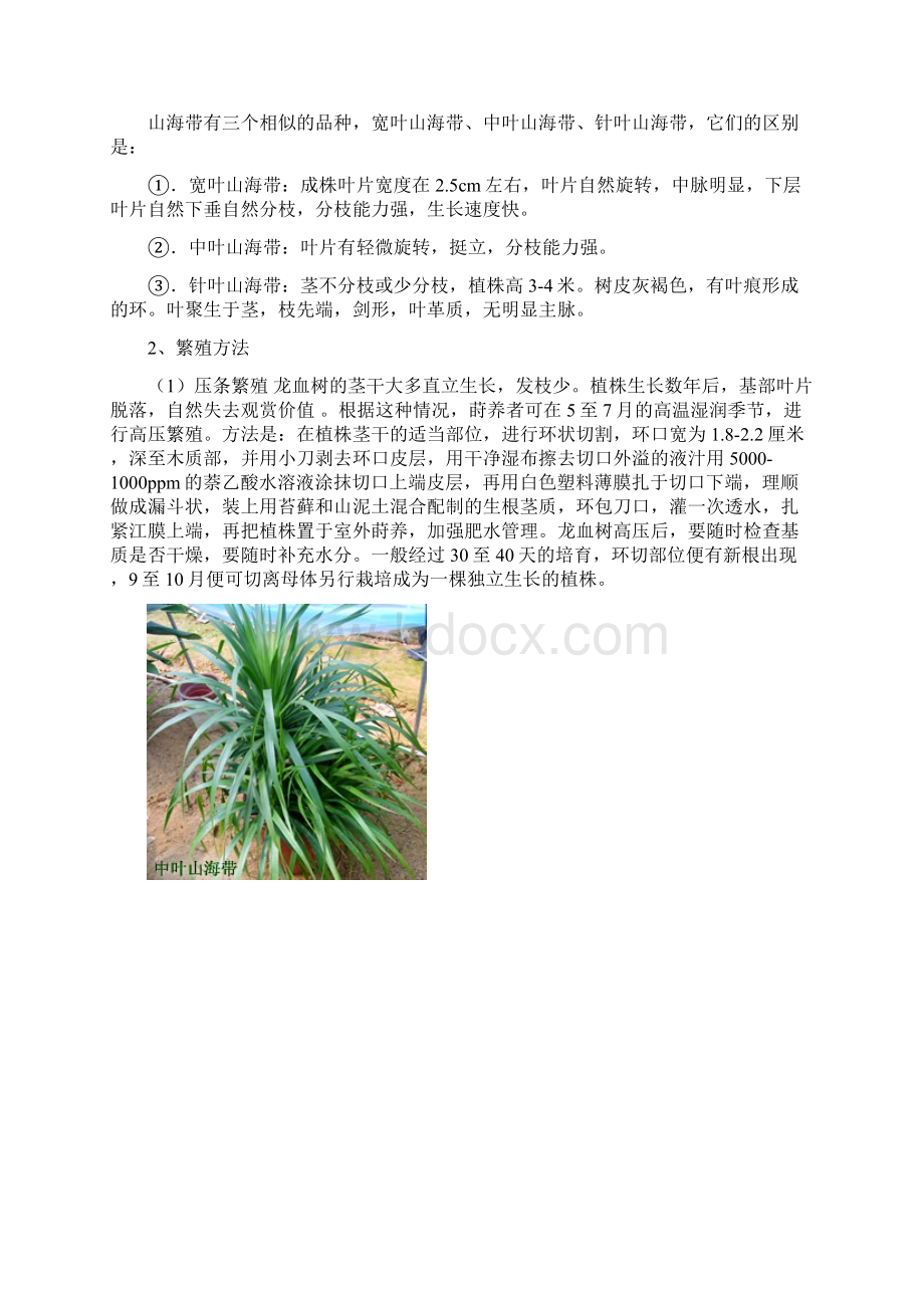 几种常见龙血树品种栽培要点.docx_第2页