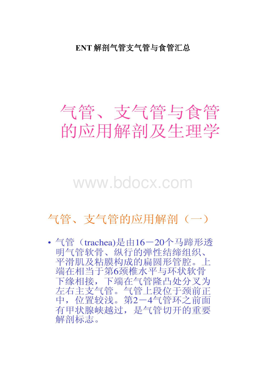 ENT解剖气管支气管与食管汇总.docx_第1页