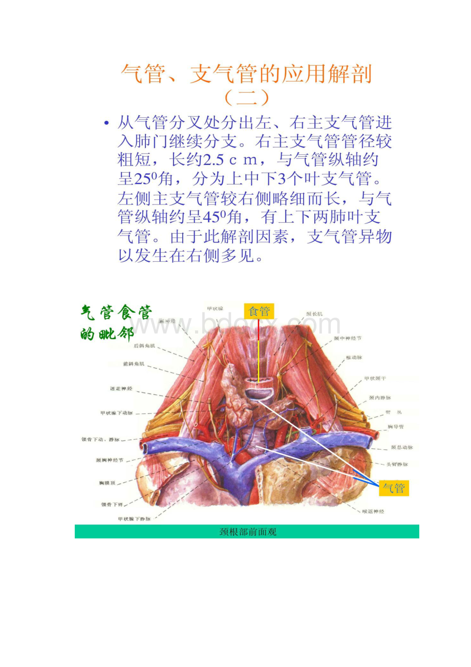 ENT解剖气管支气管与食管汇总.docx_第2页