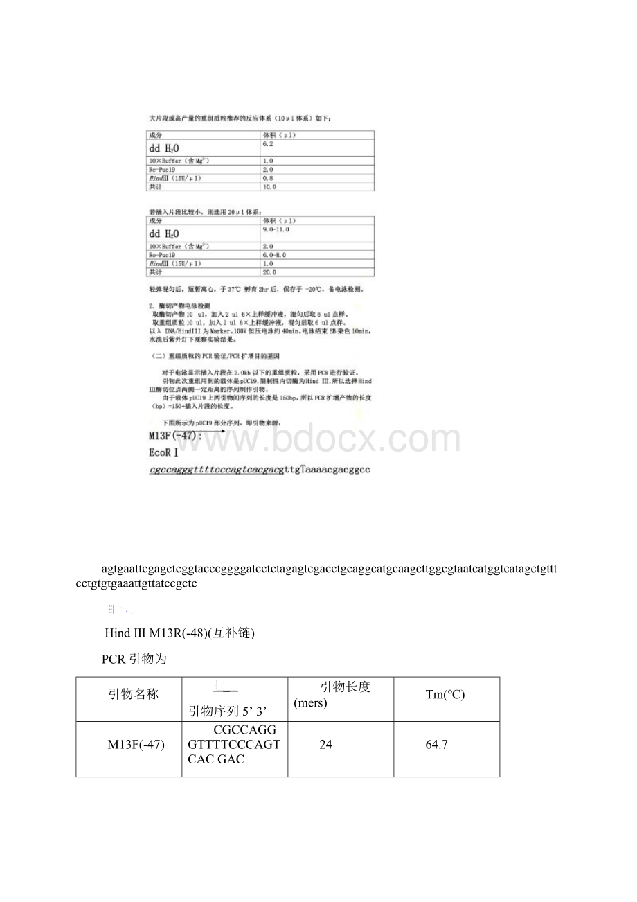 重组质粒酶切鉴定及PCR实验.docx_第3页