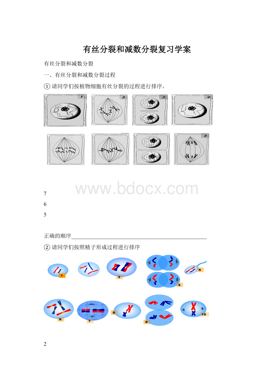 有丝分裂和减数分裂复习学案Word格式文档下载.docx_第1页