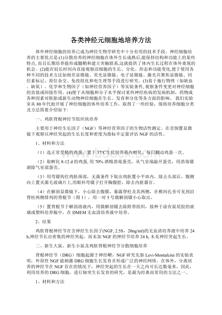 各类神经元细胞地培养方法.docx_第1页