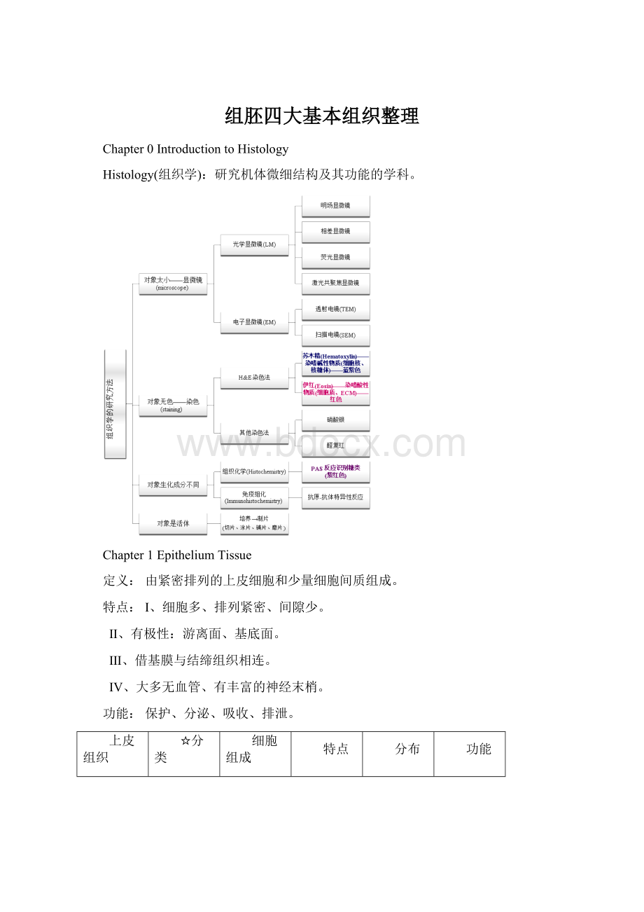 组胚四大基本组织整理Word下载.docx