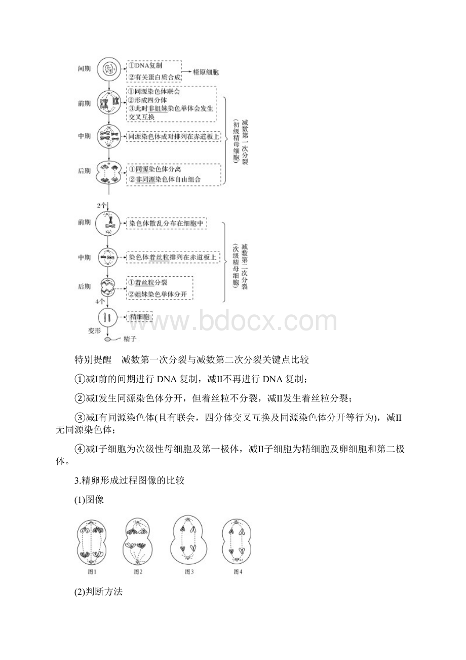 中图版高中生物第10讲染色体在有性生殖中的变化文档格式.docx_第2页