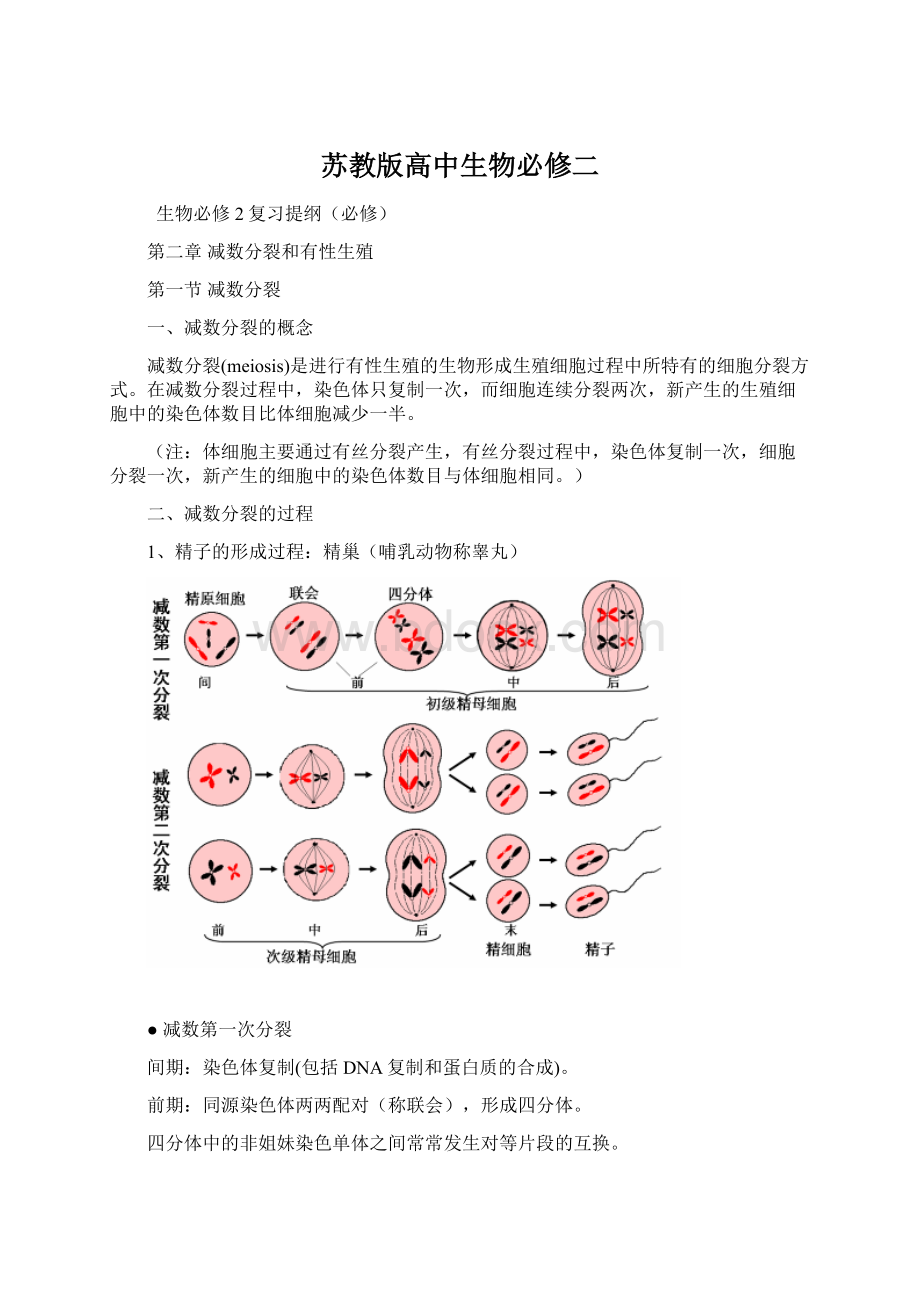 苏教版高中生物必修二Word下载.docx