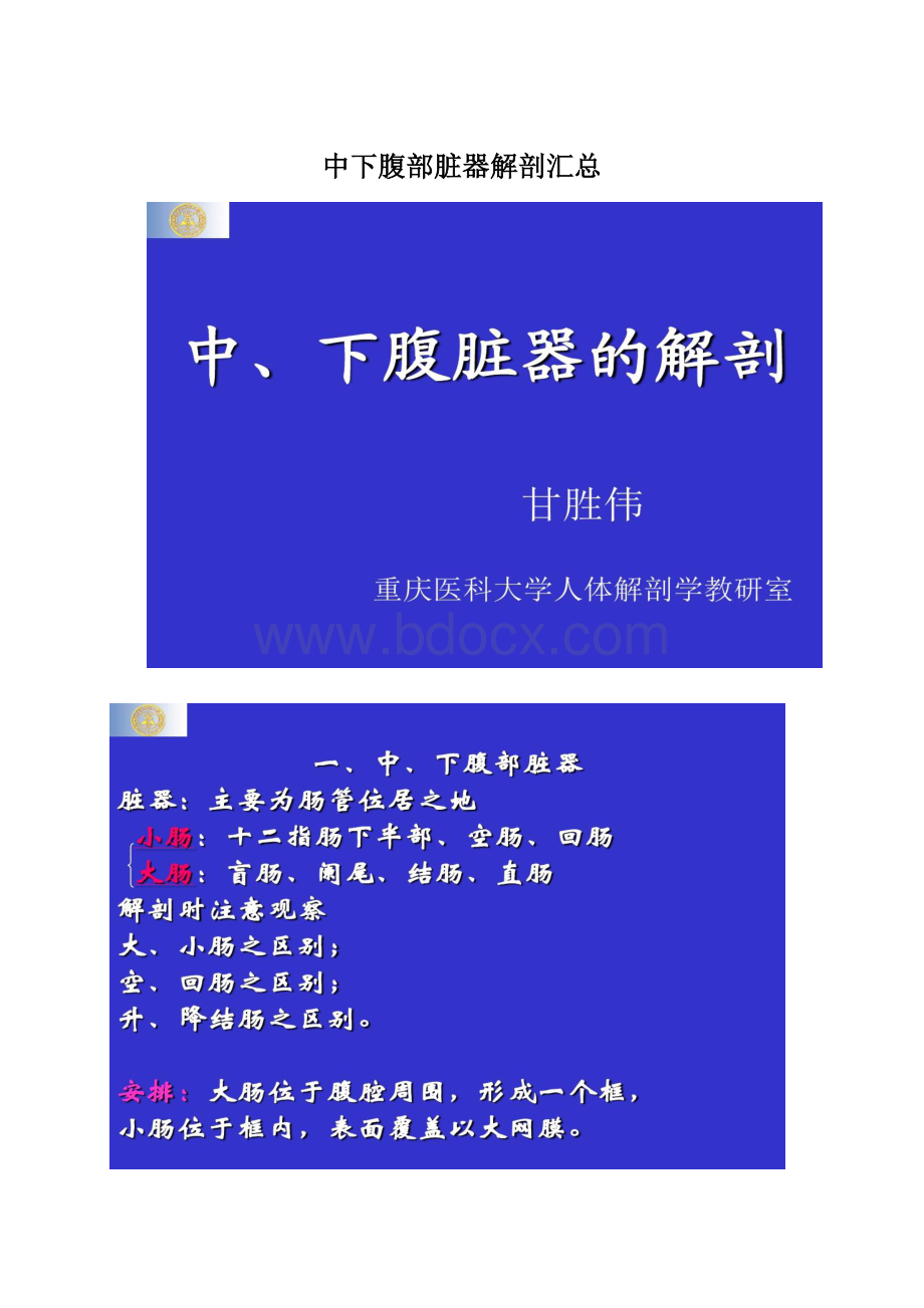 中下腹部脏器解剖汇总Word格式文档下载.docx