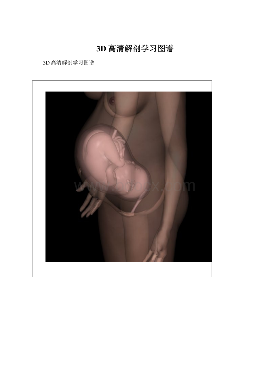 3D高清解剖学习图谱.docx