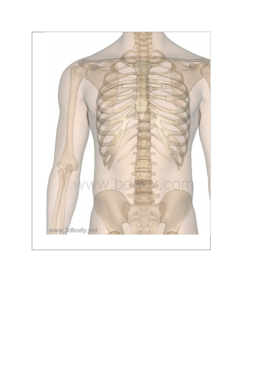 3D高清解剖学习图谱.docx_第2页