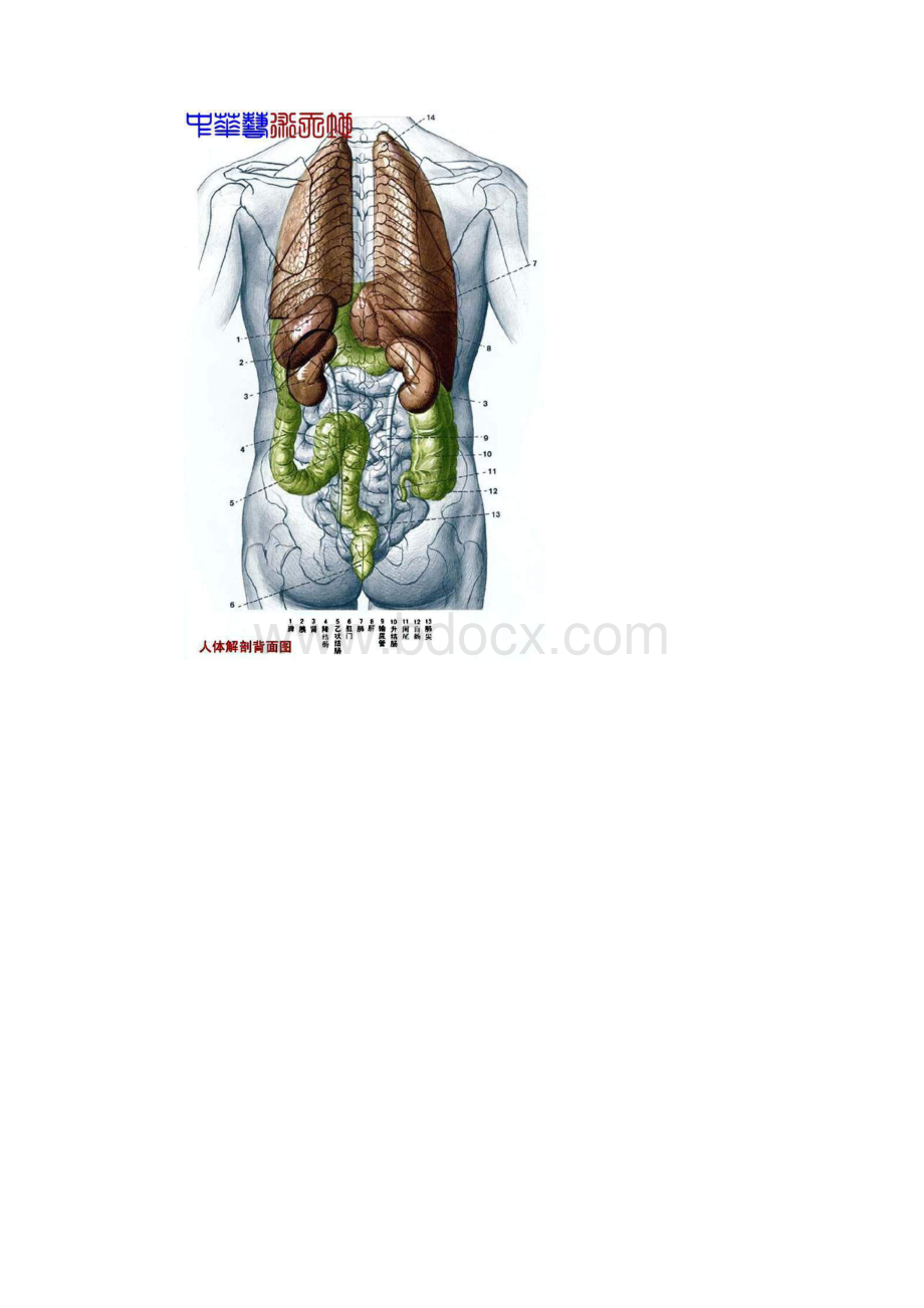 最全人体内脏结构图医学图谱完整版.docx_第3页