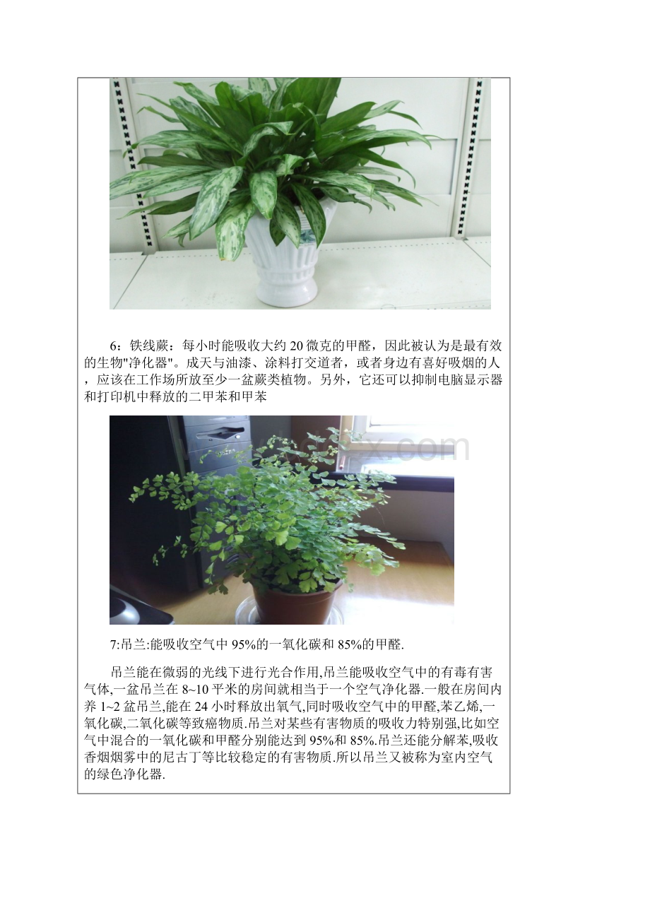 可净化空气的十四种植物.docx_第3页
