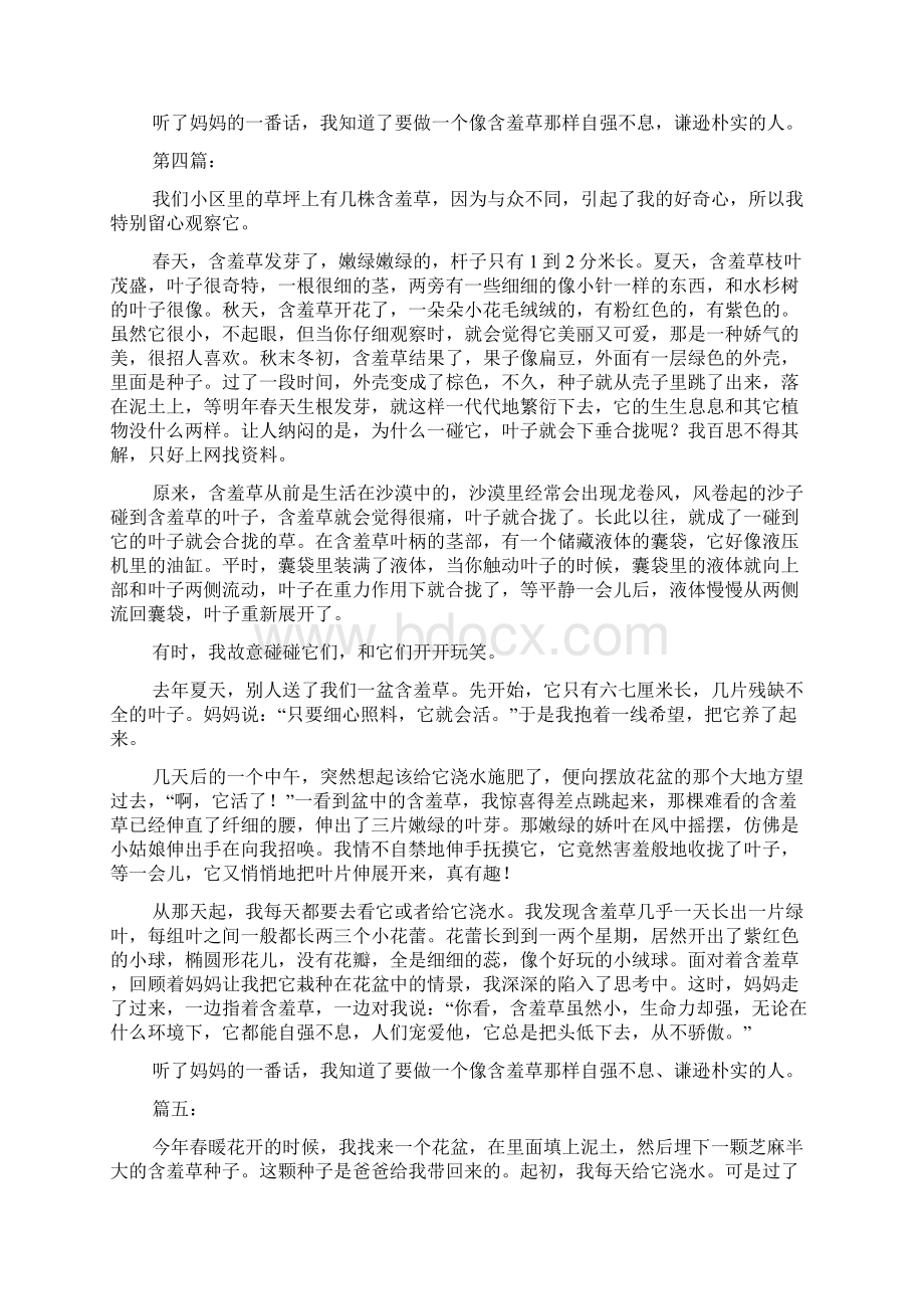 含羞草的观察日记450字Word下载.docx_第2页