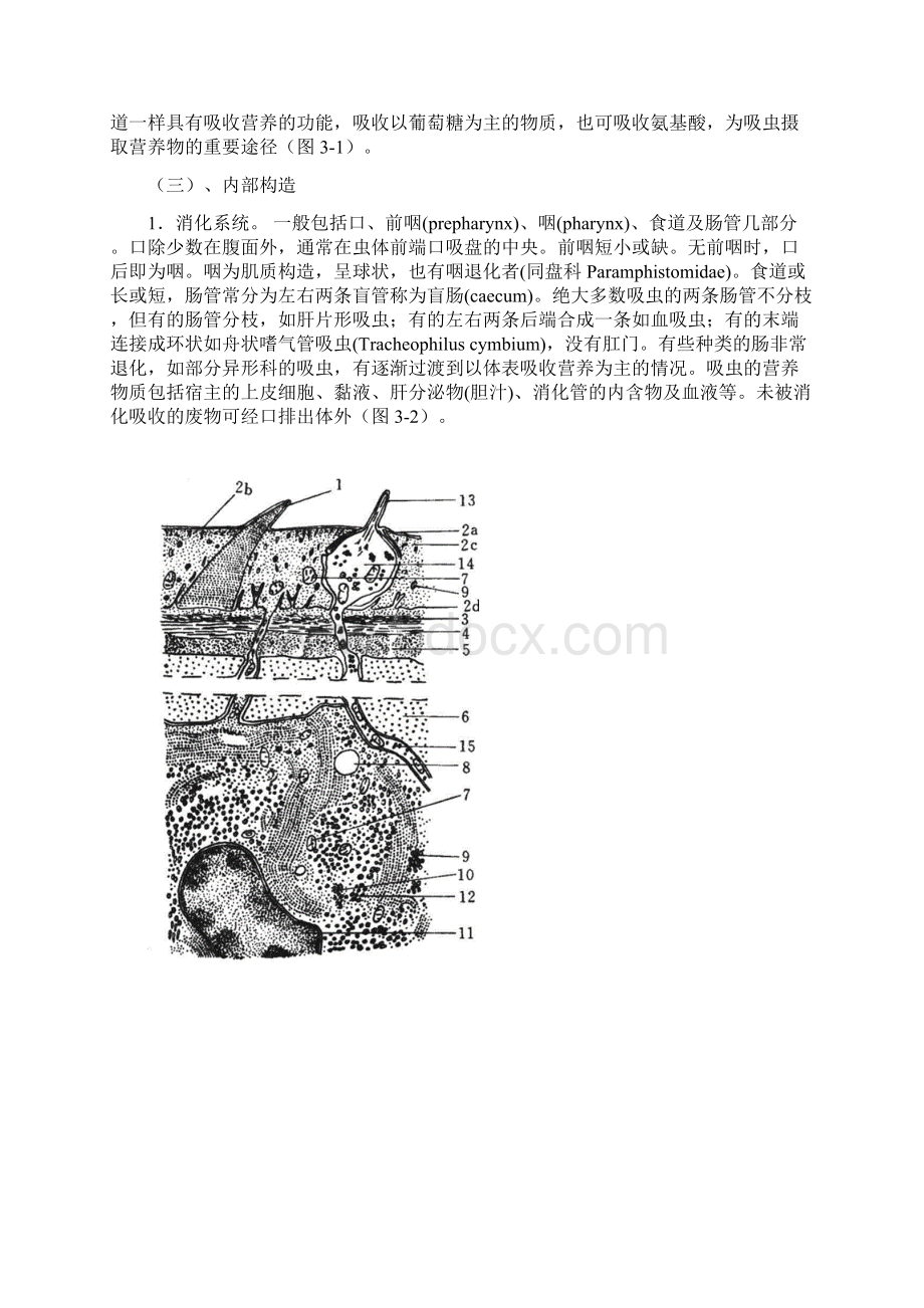 吸虫的基本构造及家禽吸虫的形态学观察.docx_第3页