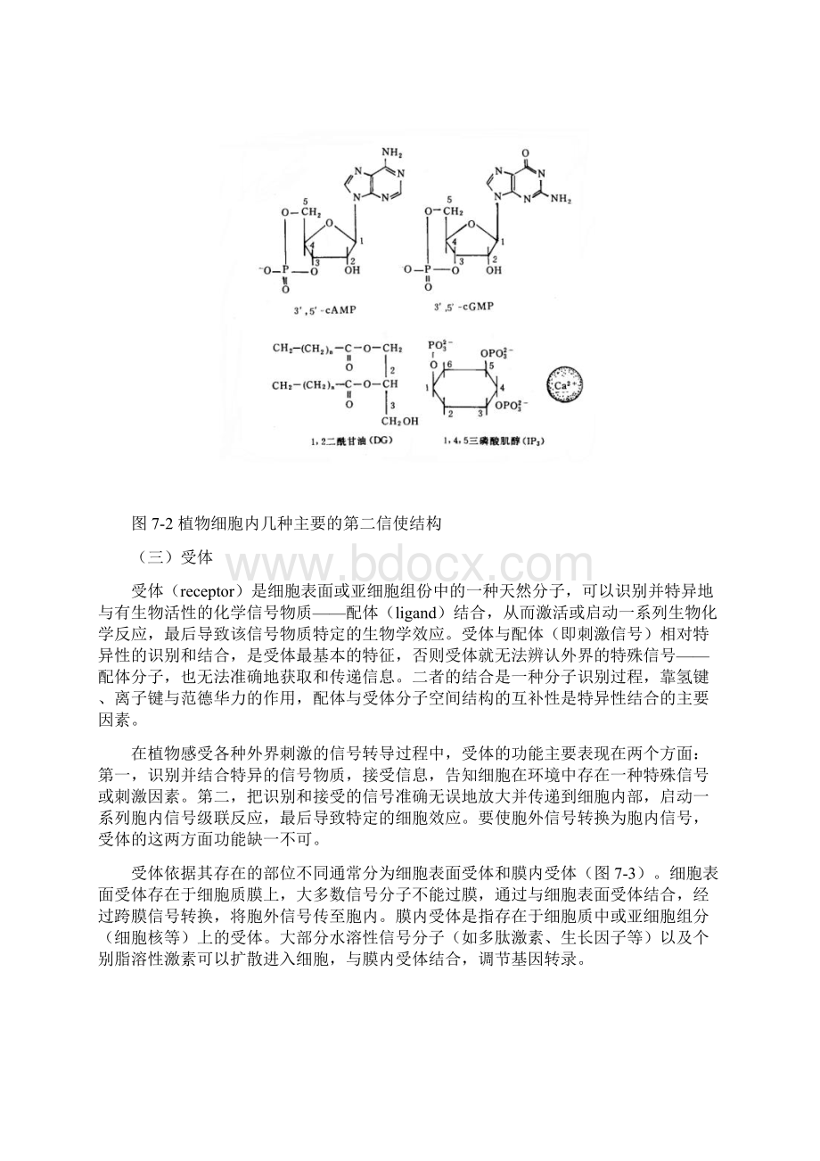 高中生物 第七章 植物细胞信号转导竞赛教案Word下载.docx_第3页