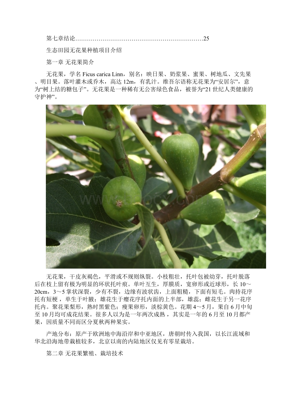 无花果种植可行性研究报告.docx_第2页