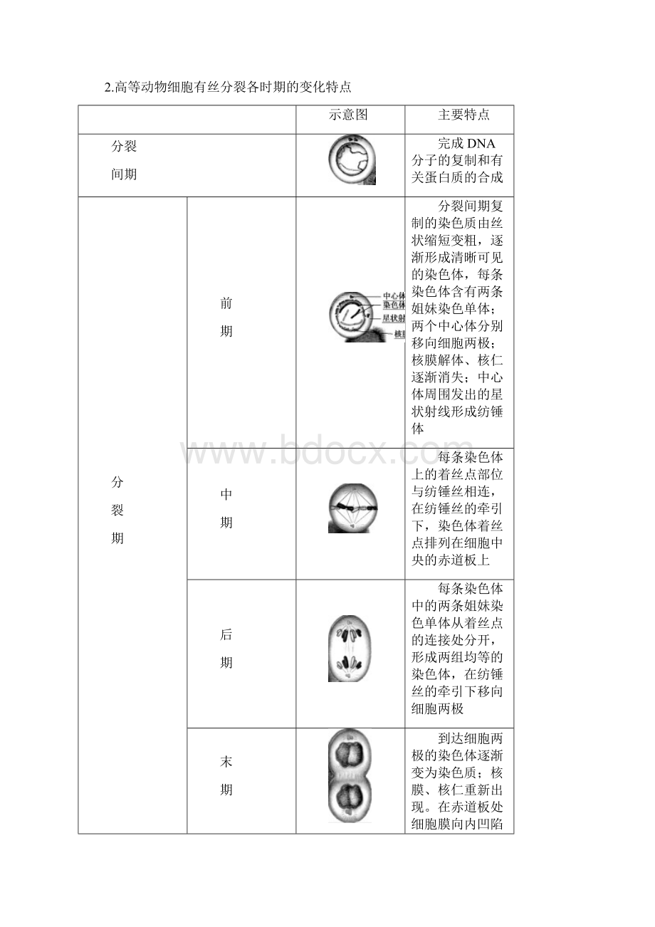 高中生物第五章细胞增殖分化衰老和死亡511细胞周期与动物细胞的有丝分裂学案新人教版必修Word文档格式.docx_第2页