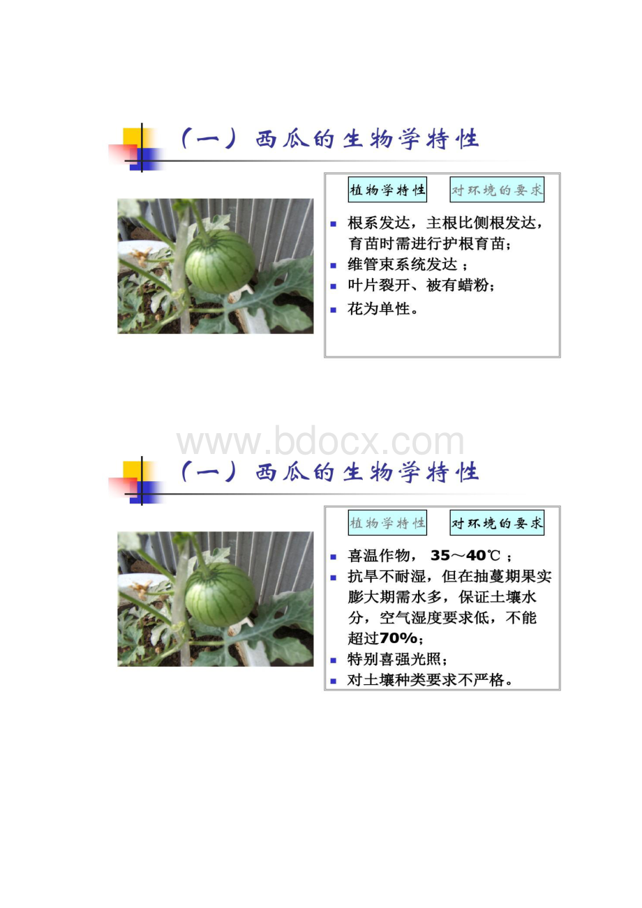 设施西瓜甜瓜栽培0114概要Word文档格式.docx_第2页