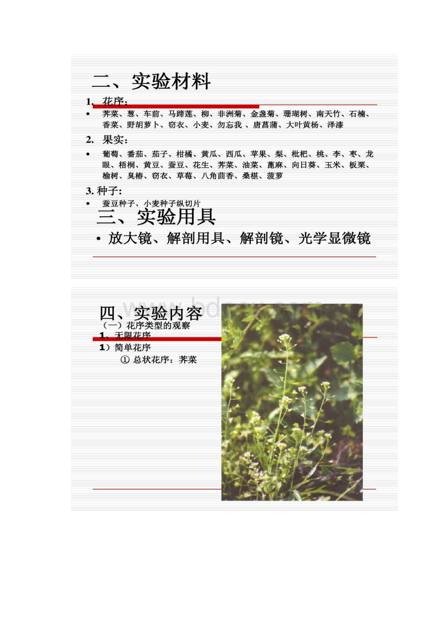 植物实验12 种子和果实的观察.docx_第2页