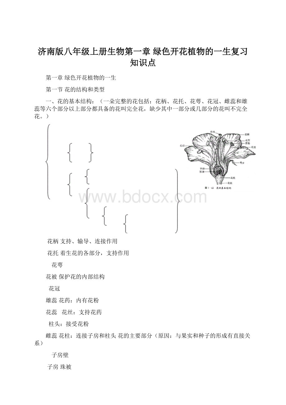 济南版八年级上册生物第一章绿色开花植物的一生复习知识点.docx