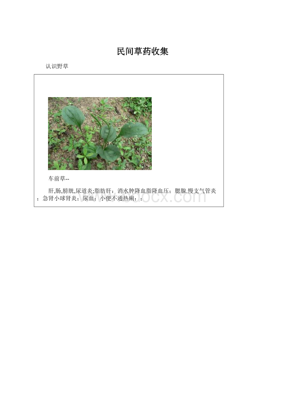 民间草药收集Word文件下载.docx