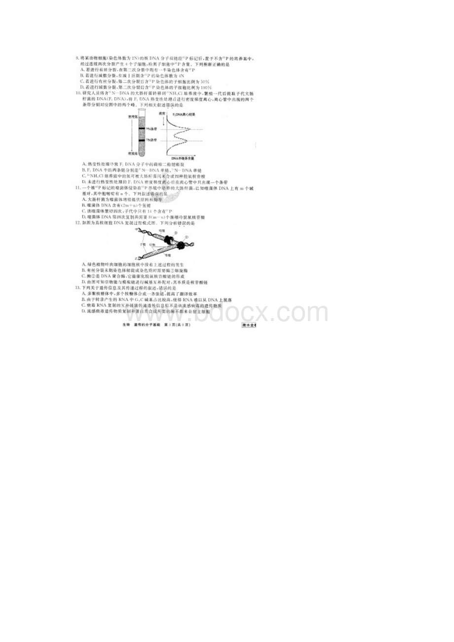 衡水金卷先享题届高三二轮复习专题卷四生物遗传的分子基础有答案.docx_第3页