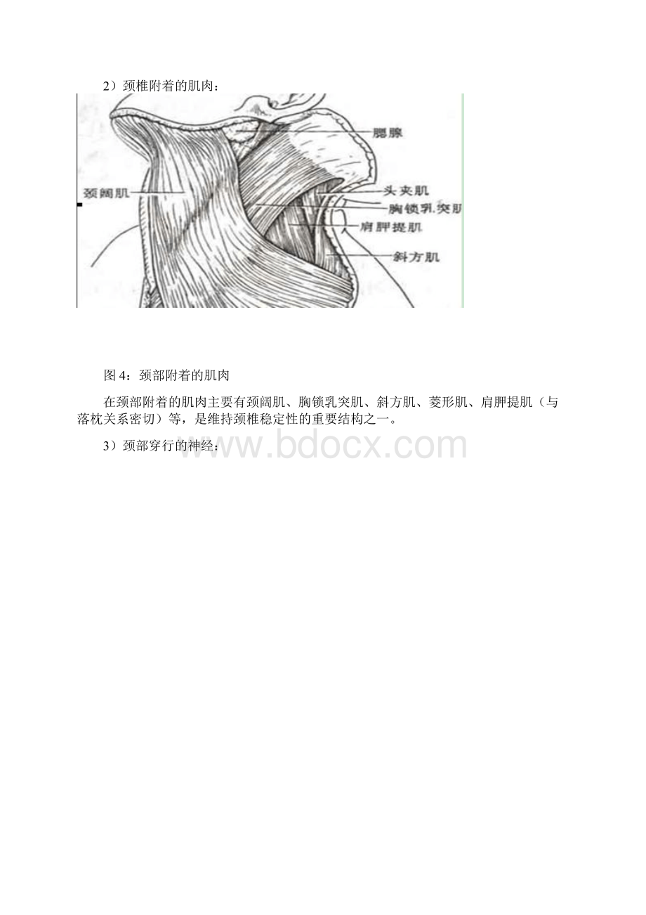 颈椎病内容整理多图.docx_第3页