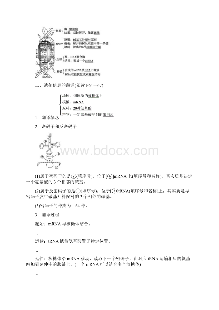 第1节 基因指导蛋白质的合成Word文档下载推荐.docx_第2页