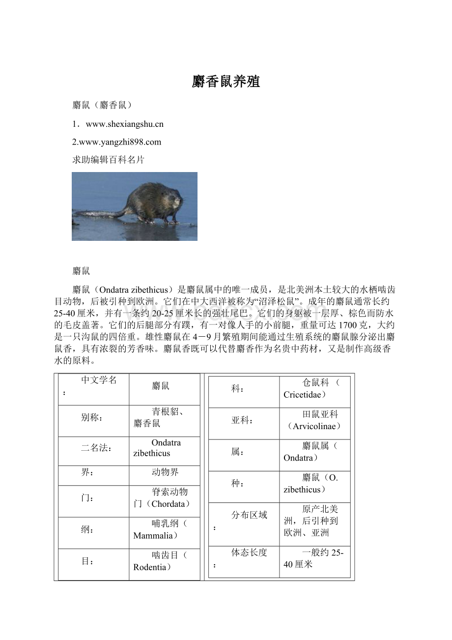 麝香鼠养殖文档格式.docx