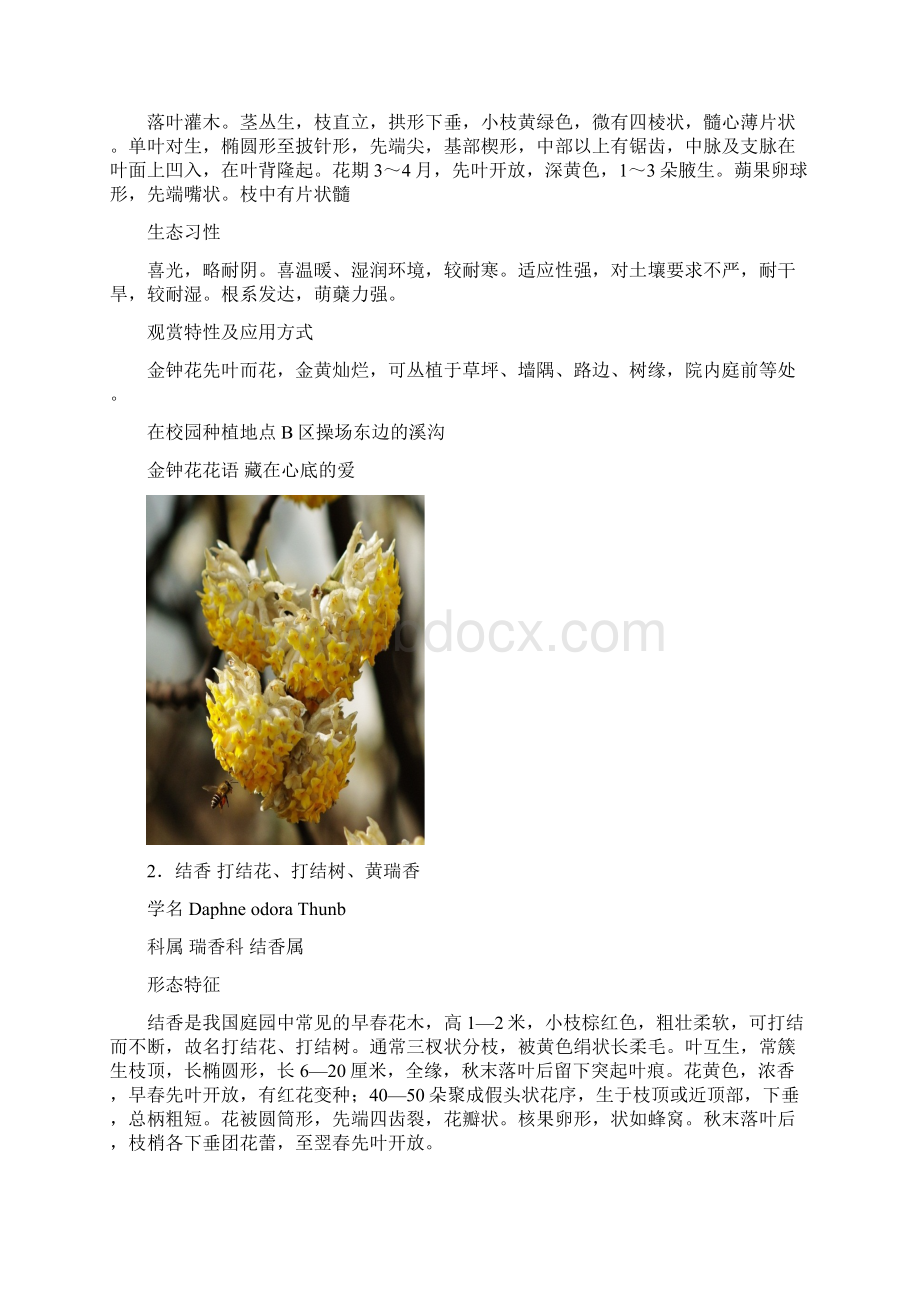 20种早春开花植物资料.docx_第2页