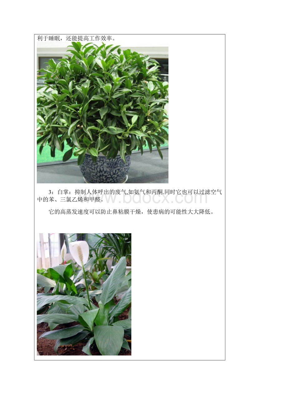 18种植物放在室内的功效.docx_第2页