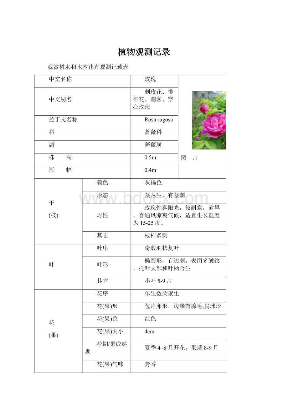 植物观测记录.docx_第1页