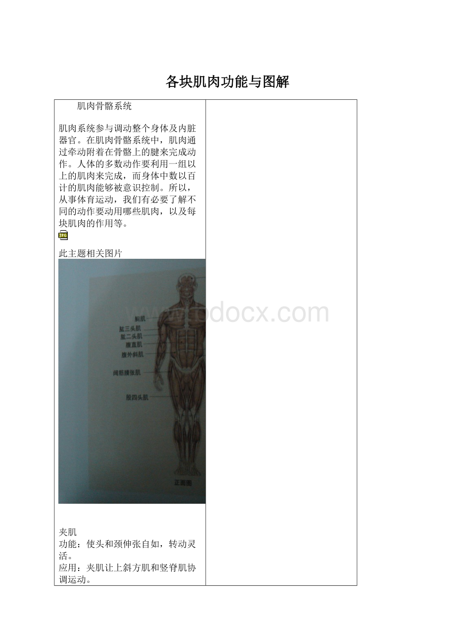 各块肌肉功能与图解Word下载.docx_第1页