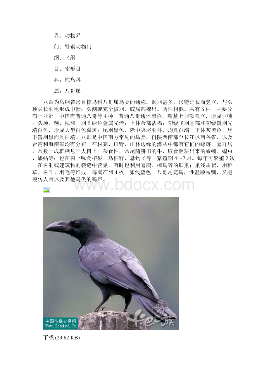 9A文鸟类图谱大全Word格式.docx_第3页