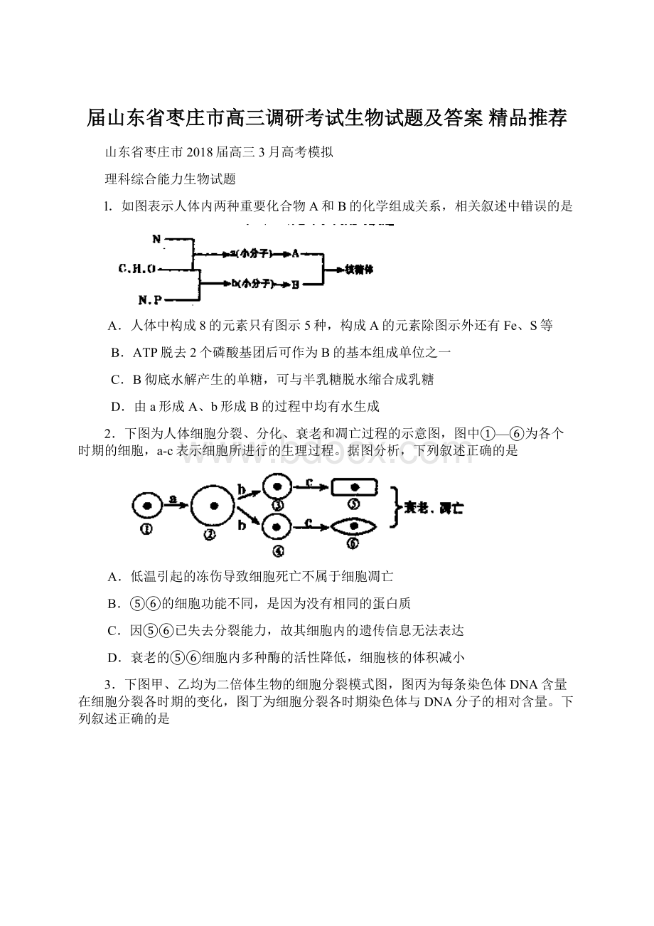 届山东省枣庄市高三调研考试生物试题及答案精品推荐Word格式文档下载.docx