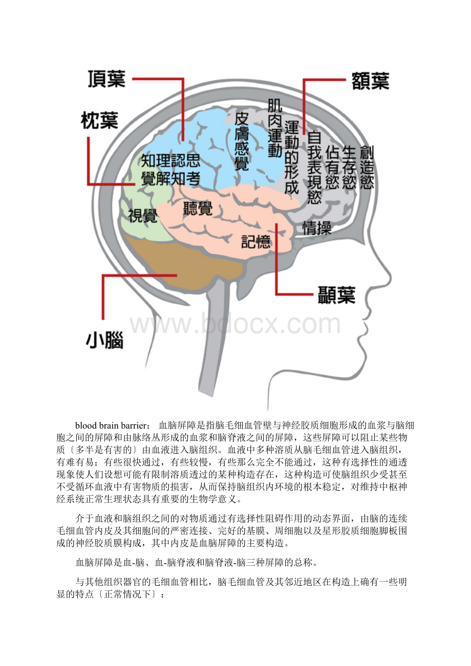 4血脑屏障Word格式.docx_第3页