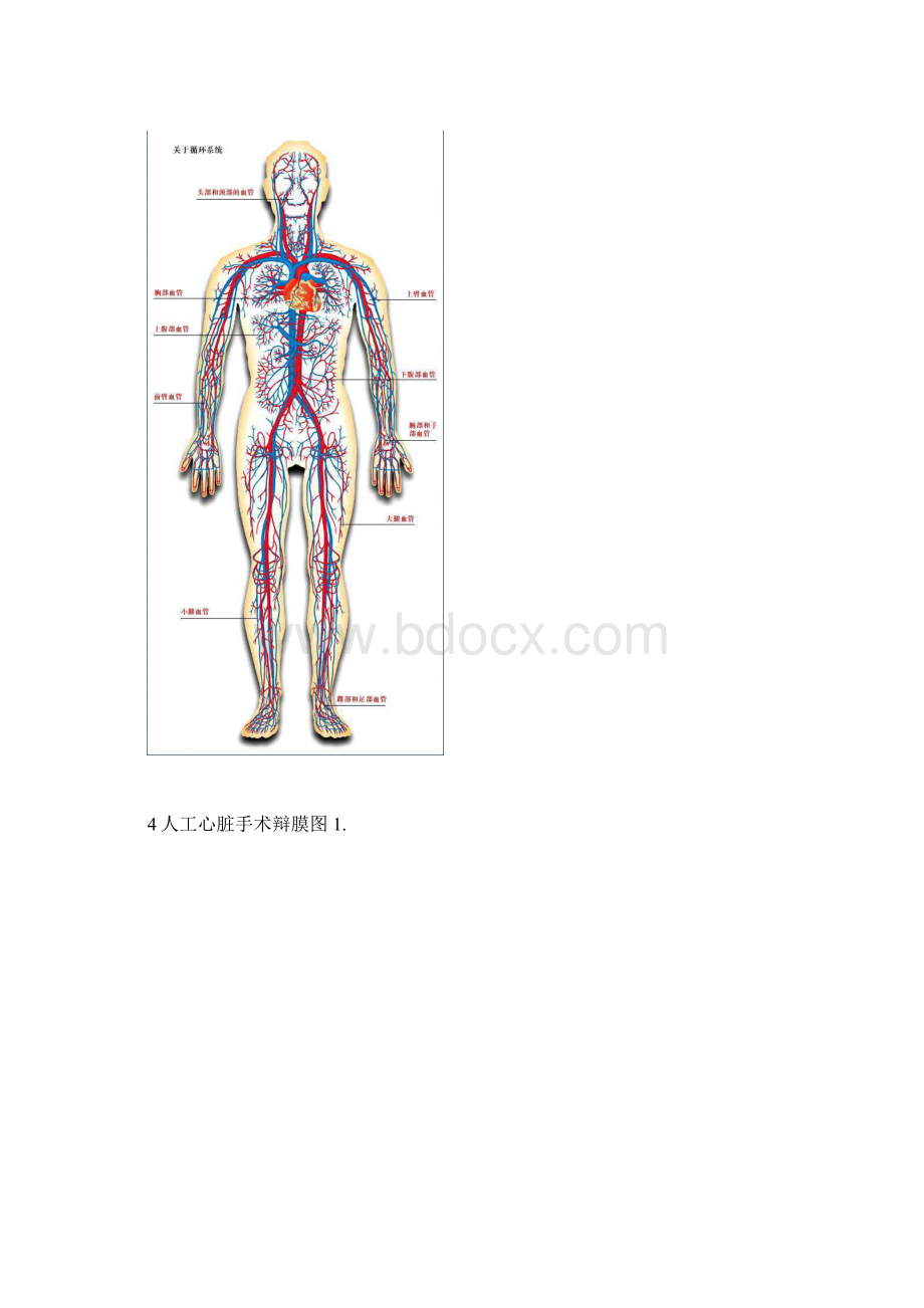 傻瓜系列 血液循环系统图集.docx_第3页