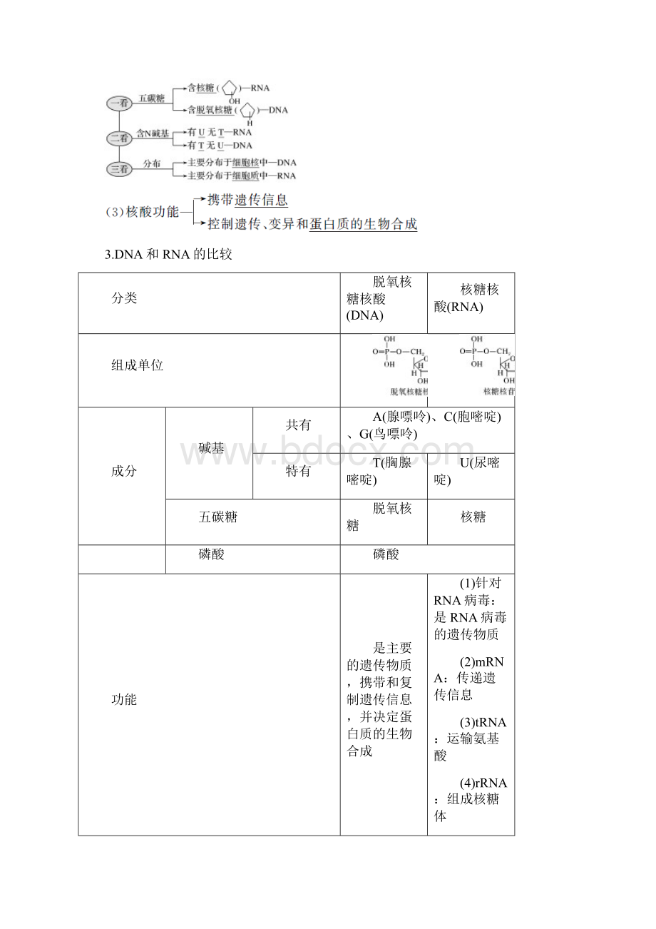 高中生物专题复习 核酸 糖类和脂质.docx_第2页