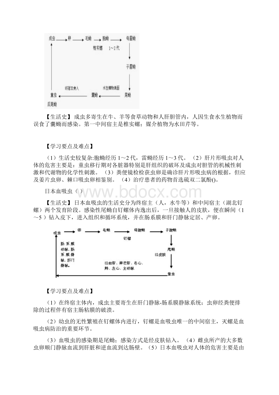 人体寄生虫学生活史图Word格式.docx_第3页