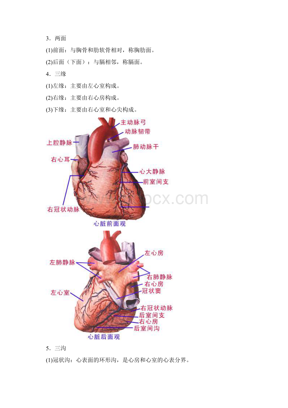 心脏听诊图解.docx_第2页