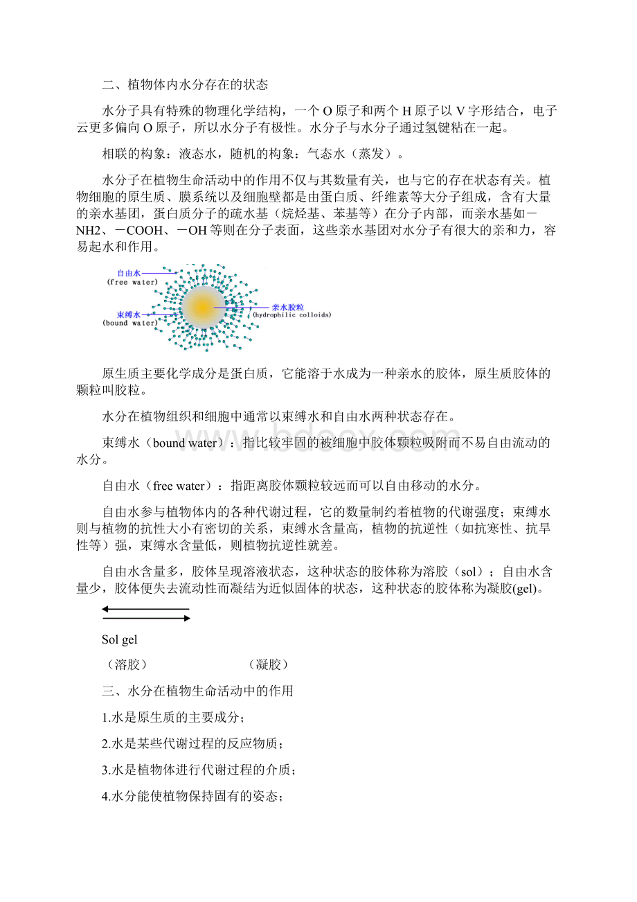 植物生理学教案第二章植物的水分代谢Word下载.docx_第2页