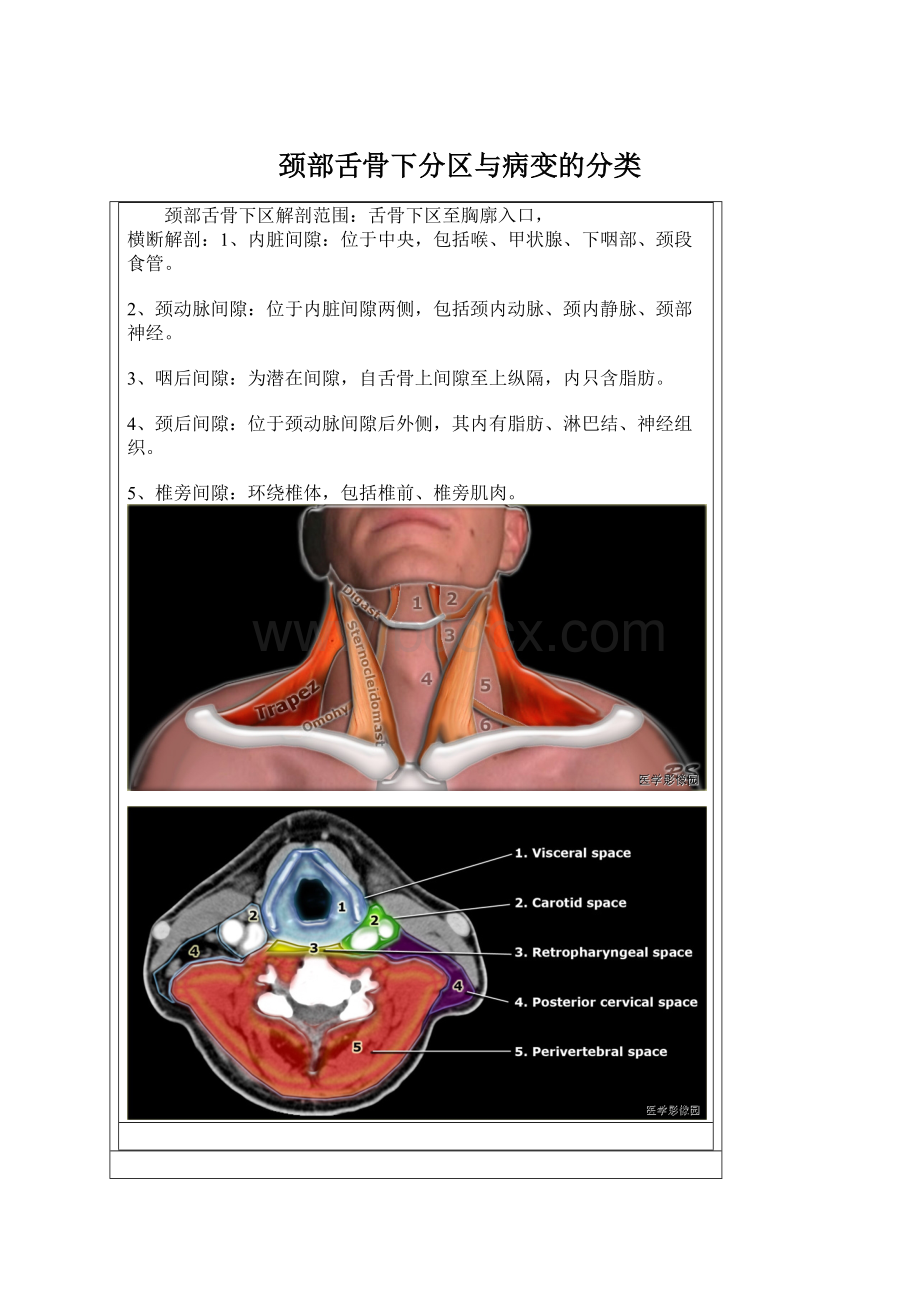 颈部舌骨下分区与病变的分类.docx