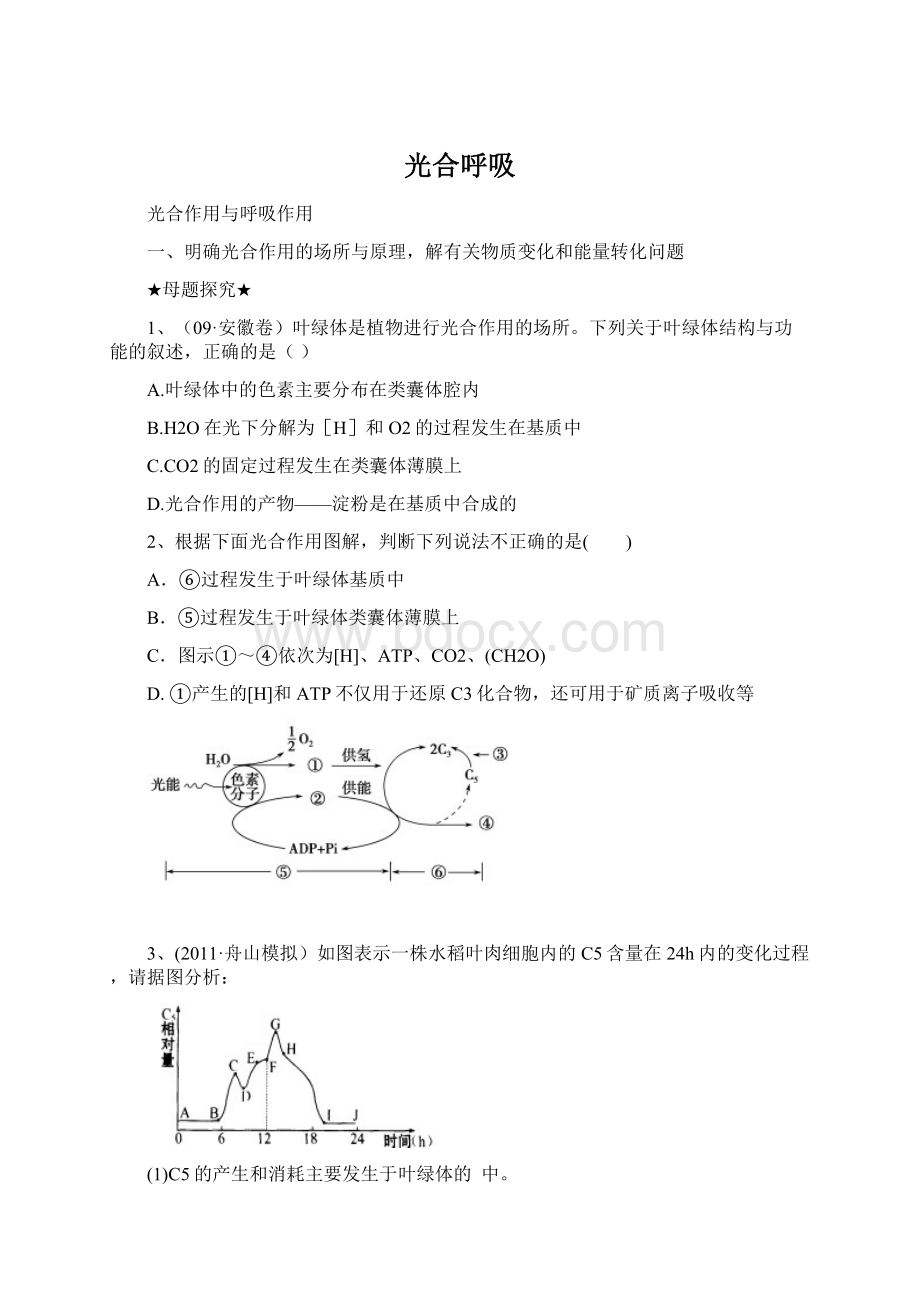 光合呼吸.docx_第1页