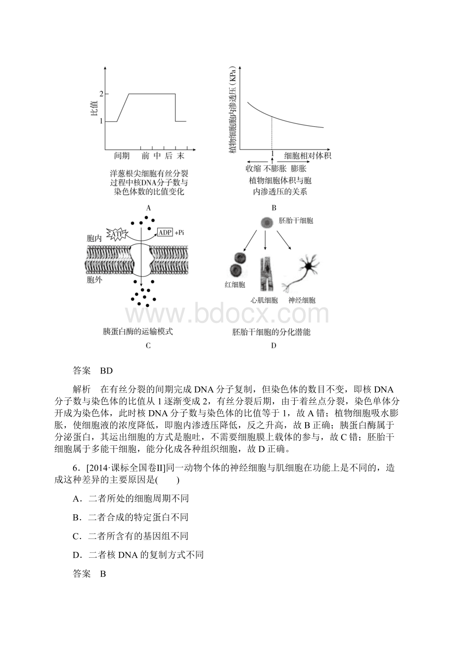 高考生物一轮特训阶段性总结课4 细胞的生命历程Word格式文档下载.docx_第3页