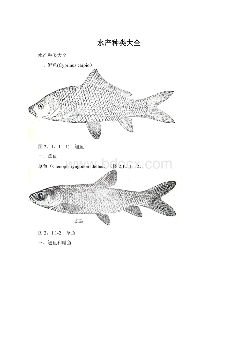 水产种类大全.docx