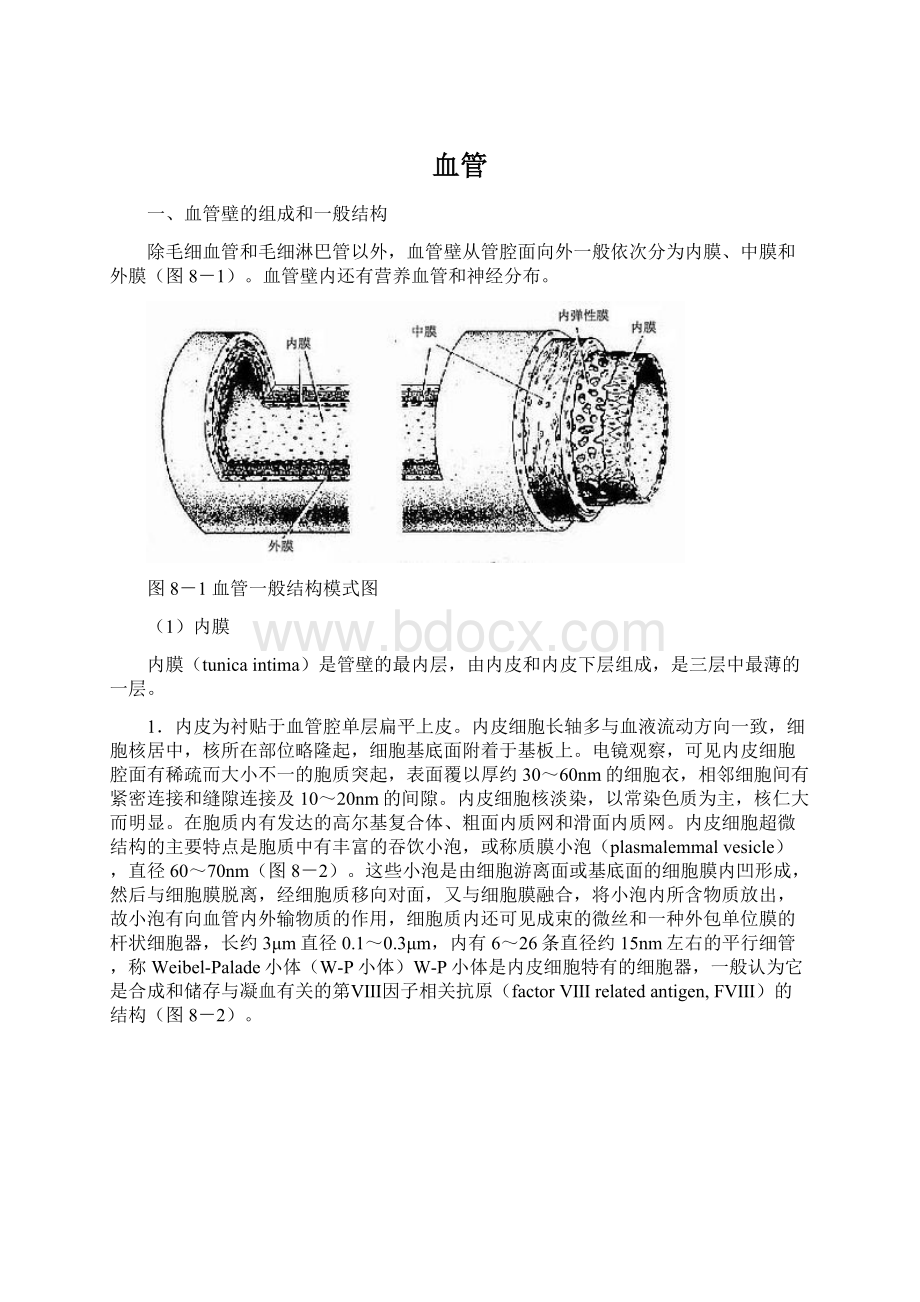 血管Word下载.docx_第1页